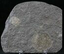 Dactylioceras Ammonite Cluster - Posidonia Shale #23166-2